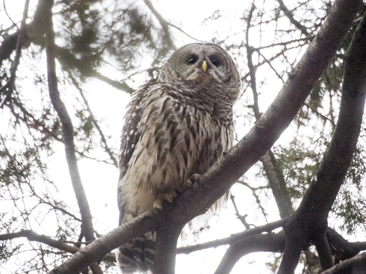 Barred owl on branch