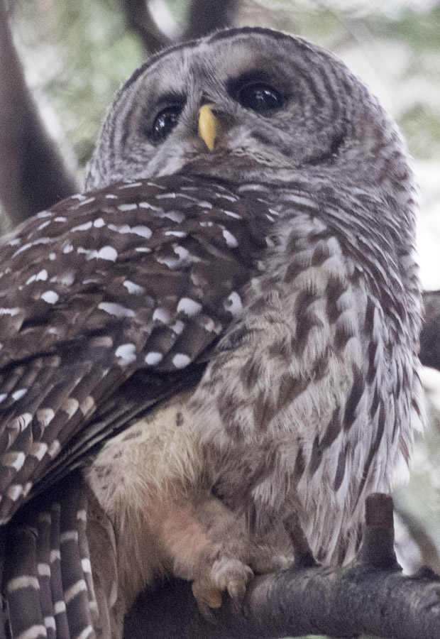 Barred Owl at VAG