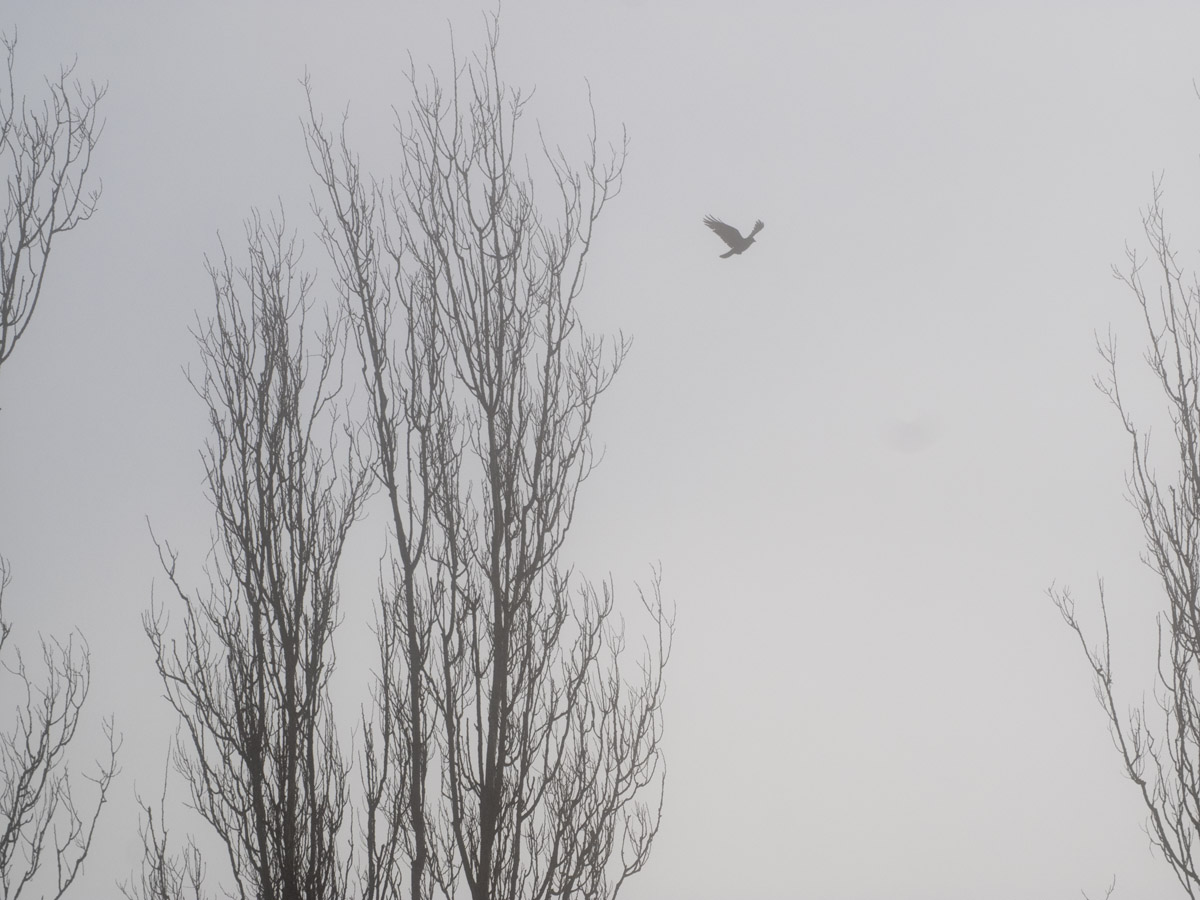 A crow bursts out of the fog in pursuit of a raven.