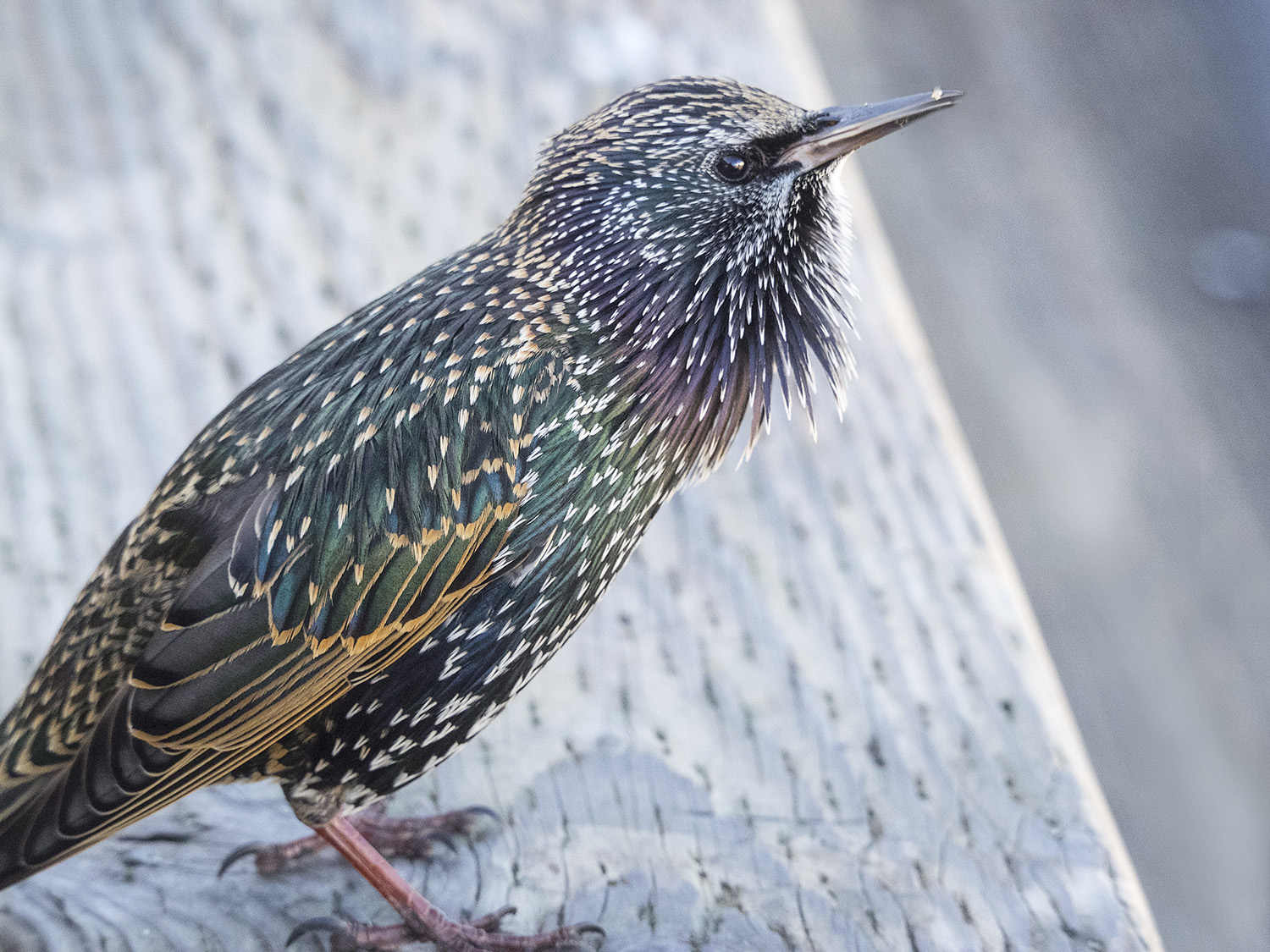 This little starling kept me company while I had a coffee at Granville Island.