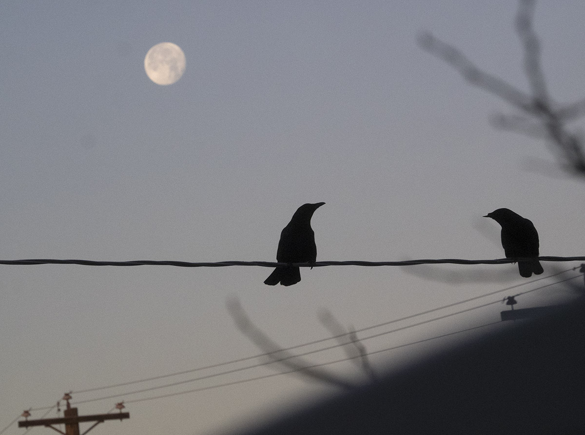 Crows enjoying the moonset as the sun rises.