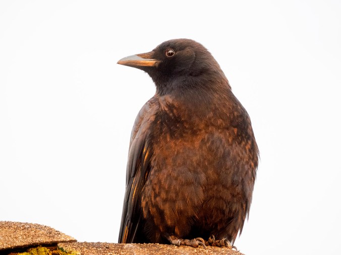 The Colour of Crows | The Urban Nature Enthusiast