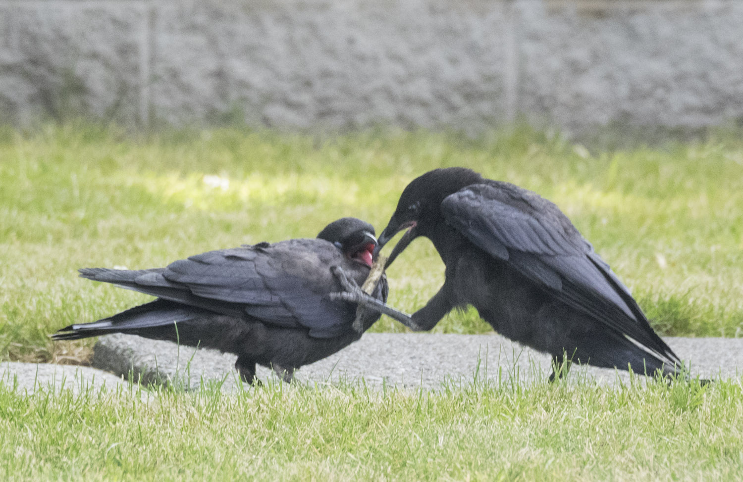 Baby Crow Feeding, photography by June Hunter, part of The Urban Nature Enthusiast blog post Real Baby Crows of East Van, image copyright June Hunter 2017