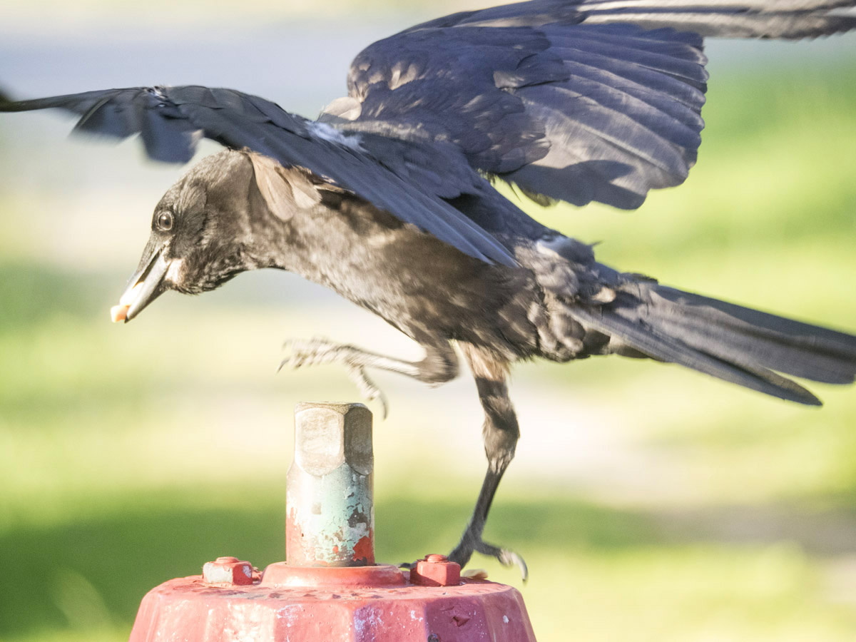 Crow on a Fire Hydrant