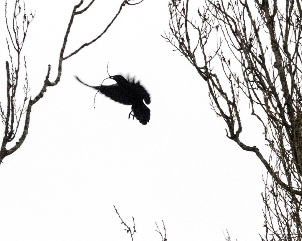 Crow Calligraphy | The Urban Nature Enthusiast