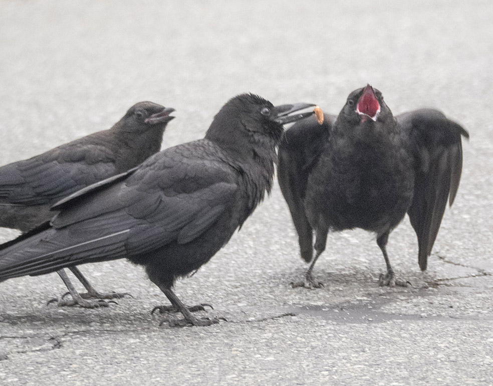 Feeding Baby Crows