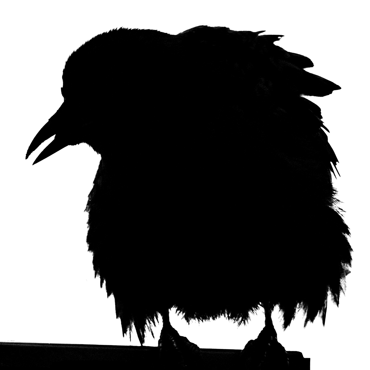 Ruffled Crow Silhouette