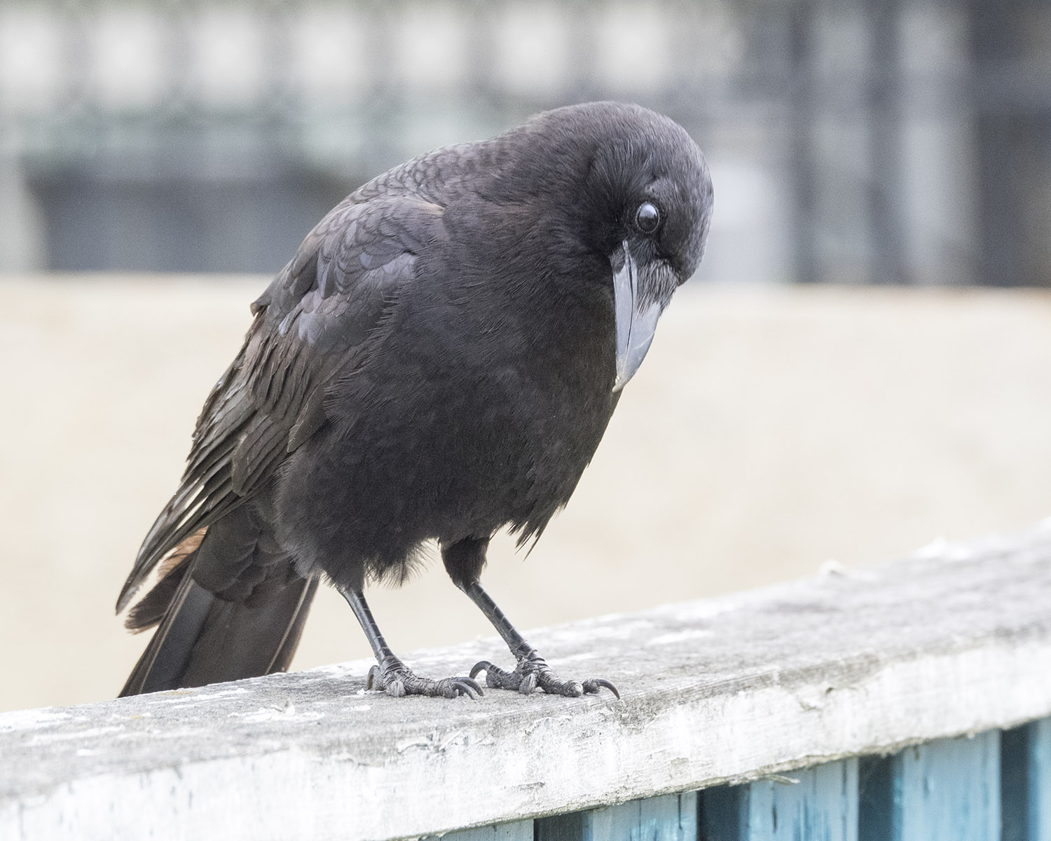 Junior Crow on Blue Fence