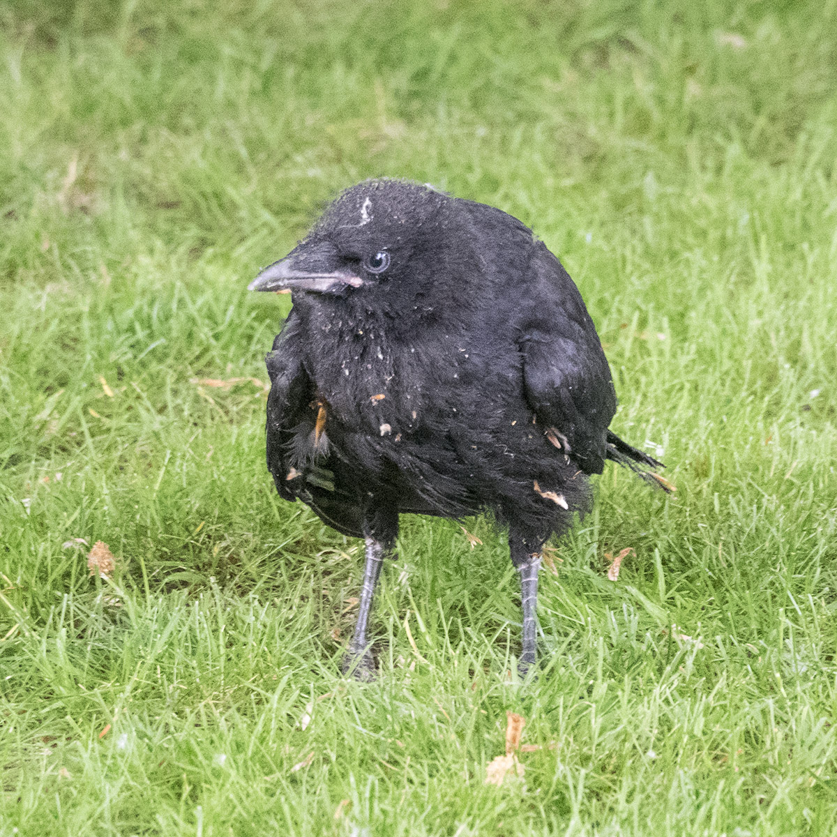 Baby Crow with Attitude