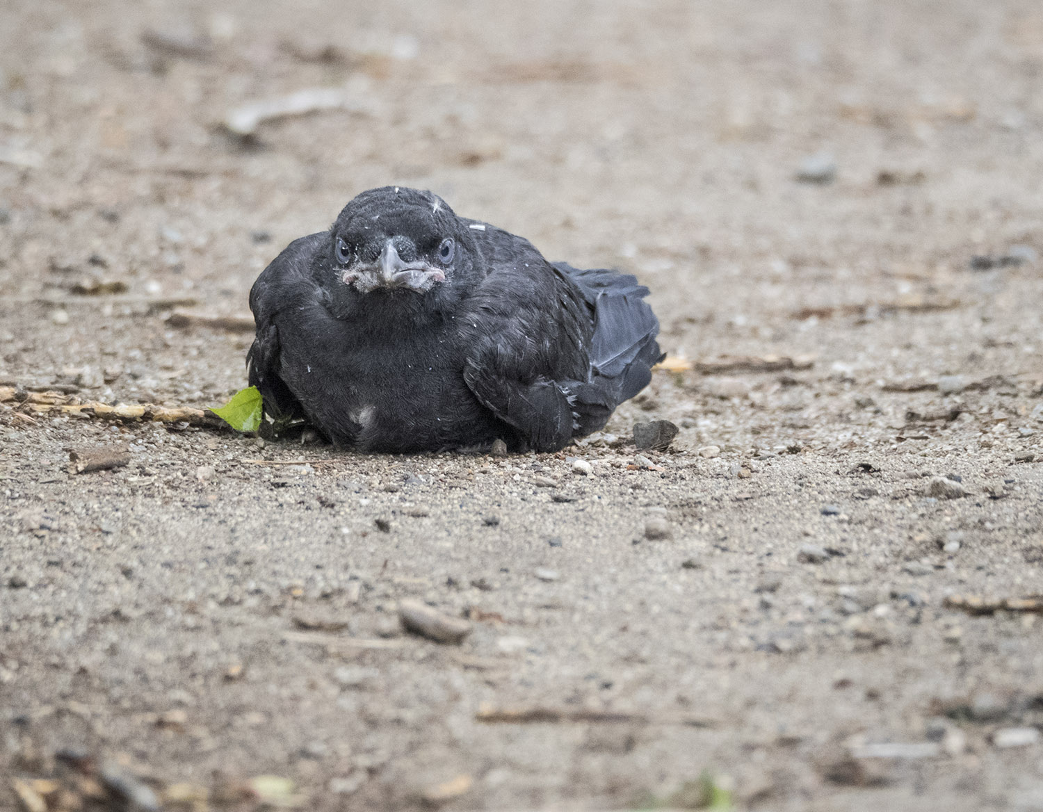 Baby Crow on the Ground
