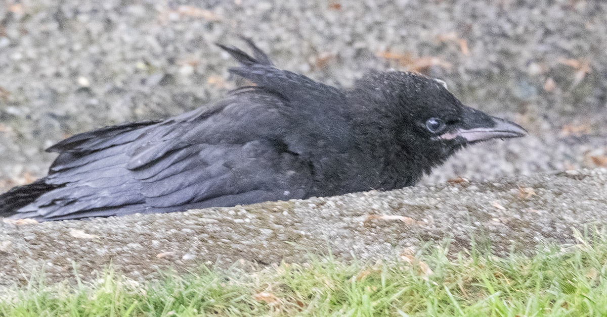 Baby Crow Shelters In Gutter