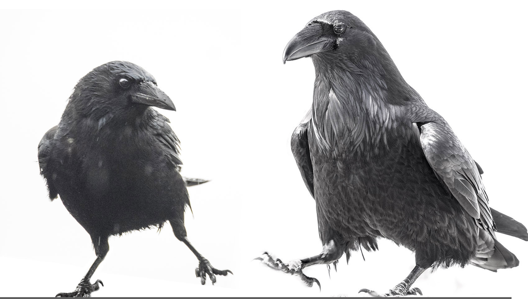 Crow Raven Dancers