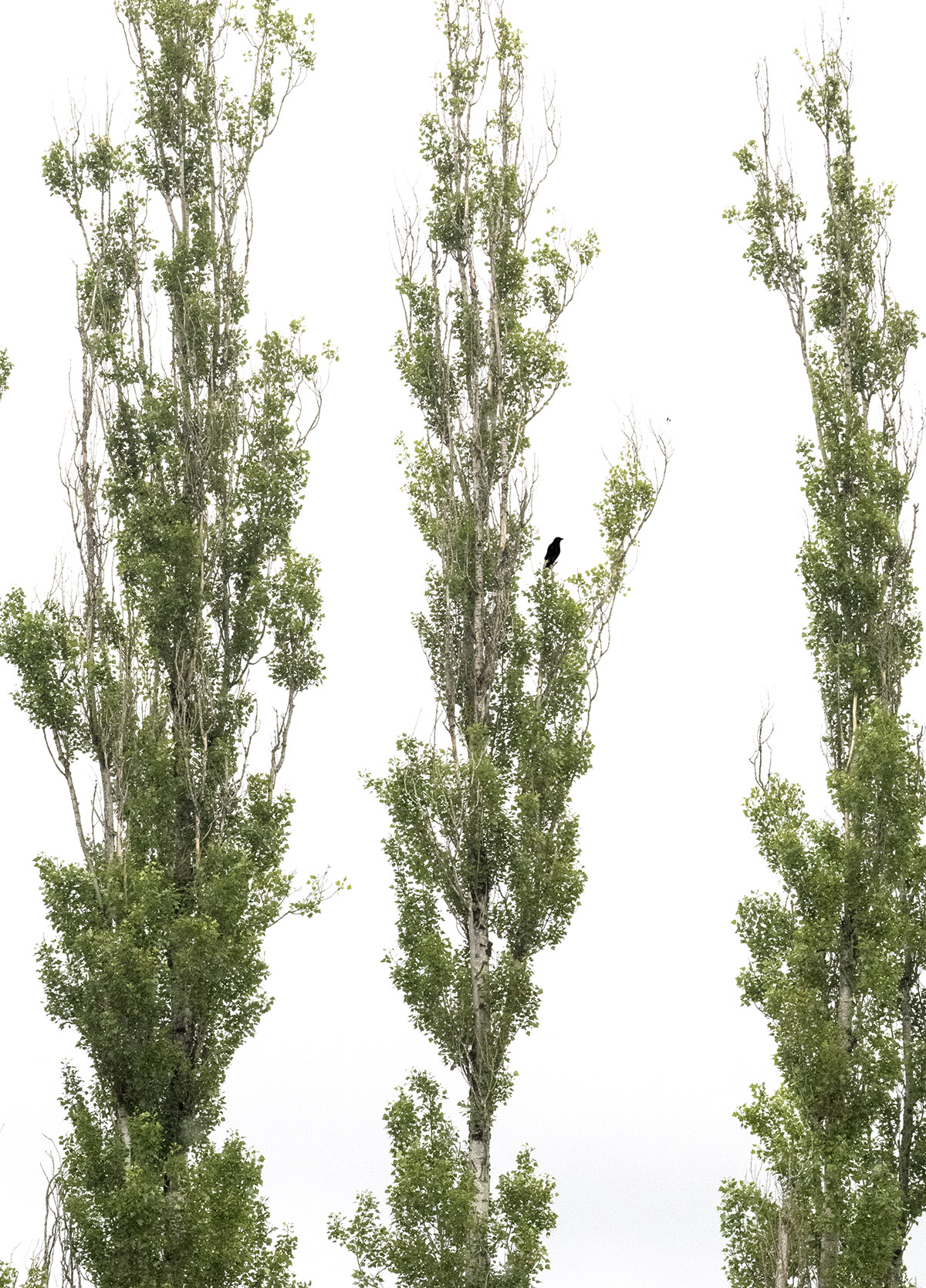 Crow in the poplars