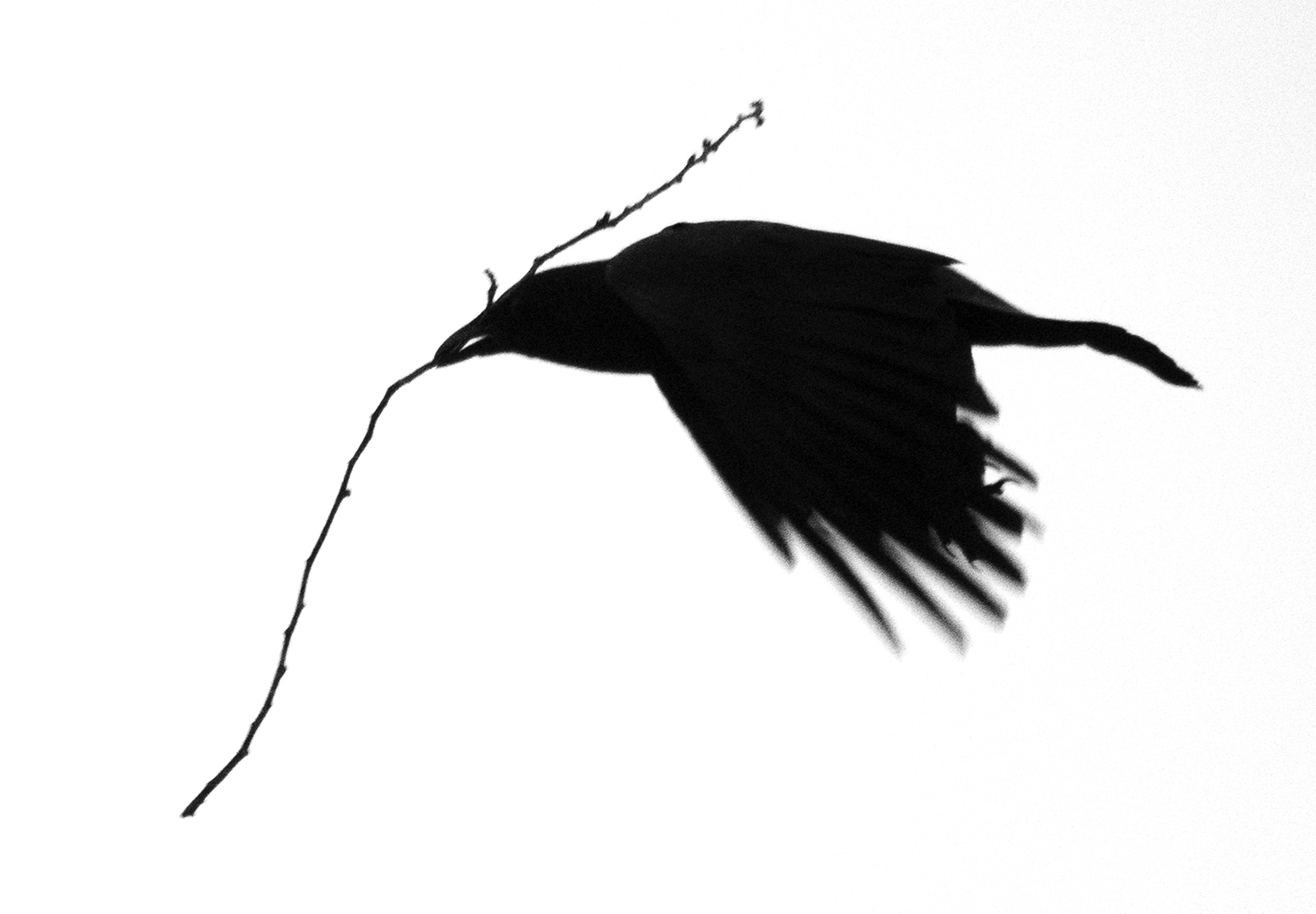 Twig Carrying Crow