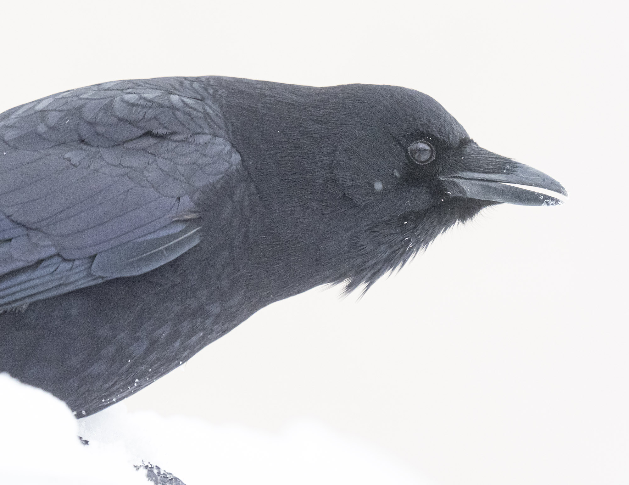 Snow Crow Call Photo by June Hunter | The Urban Nature Enthusiast