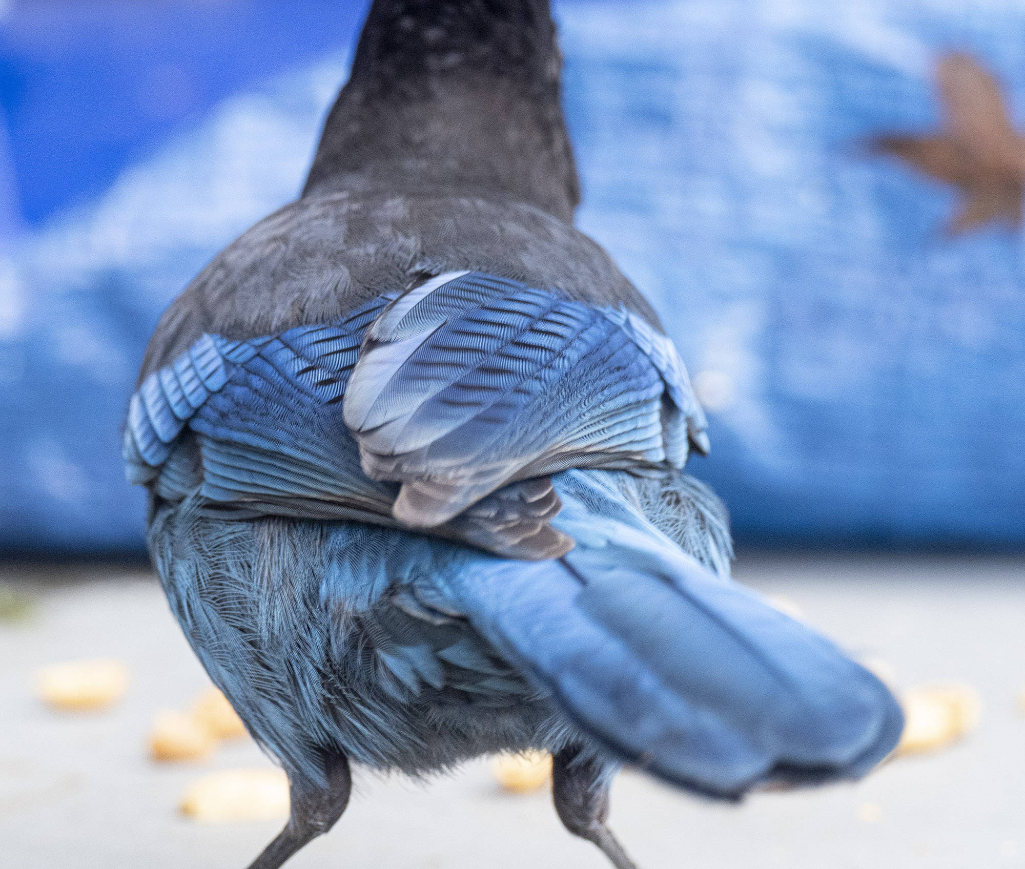 Steller's Jay tail feathers