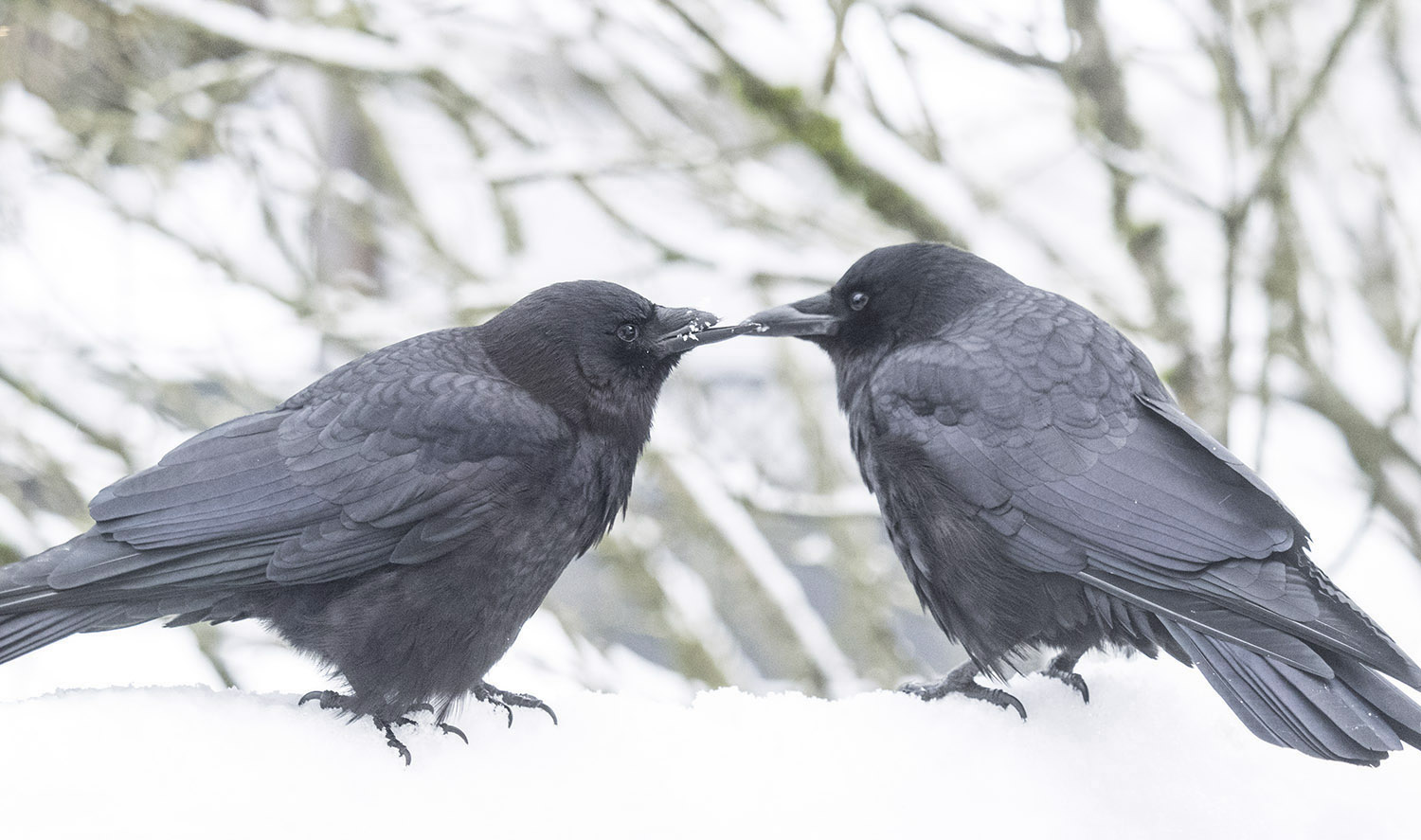 Crow Love