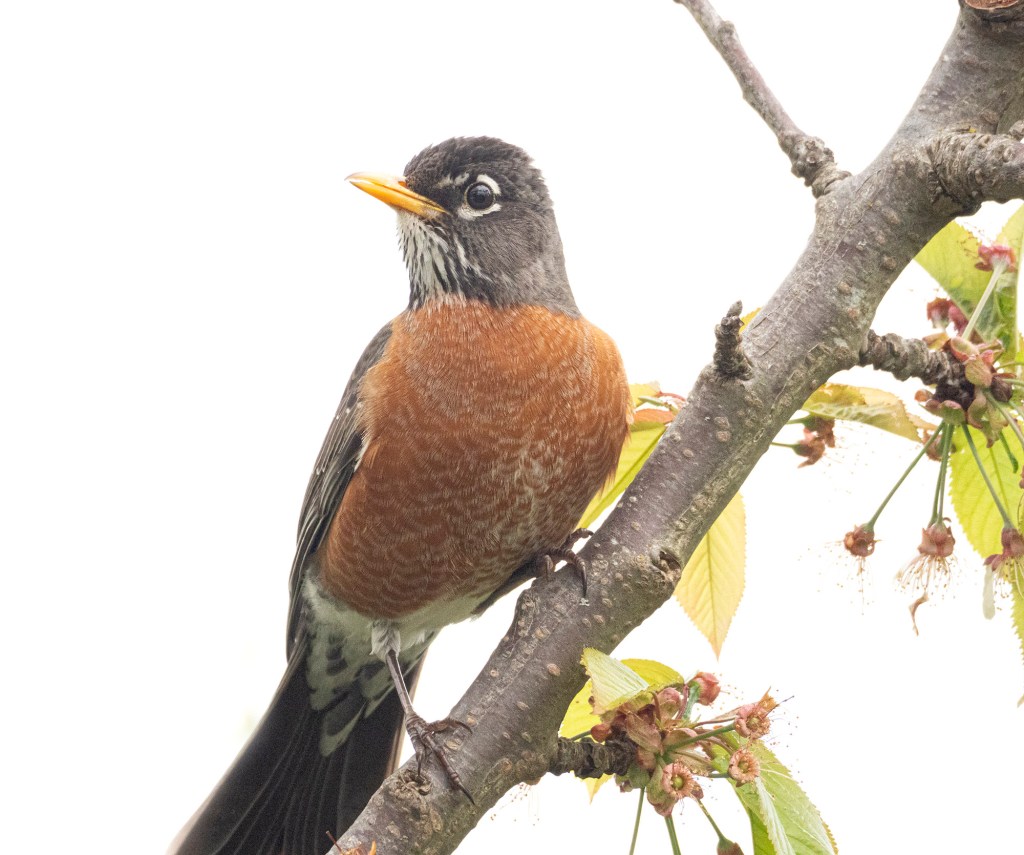 American robin in cherry tree photograph