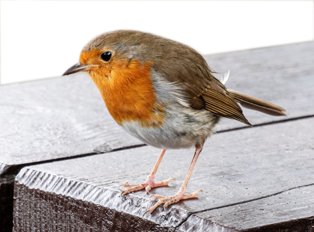 Welsh robin on a picnic table