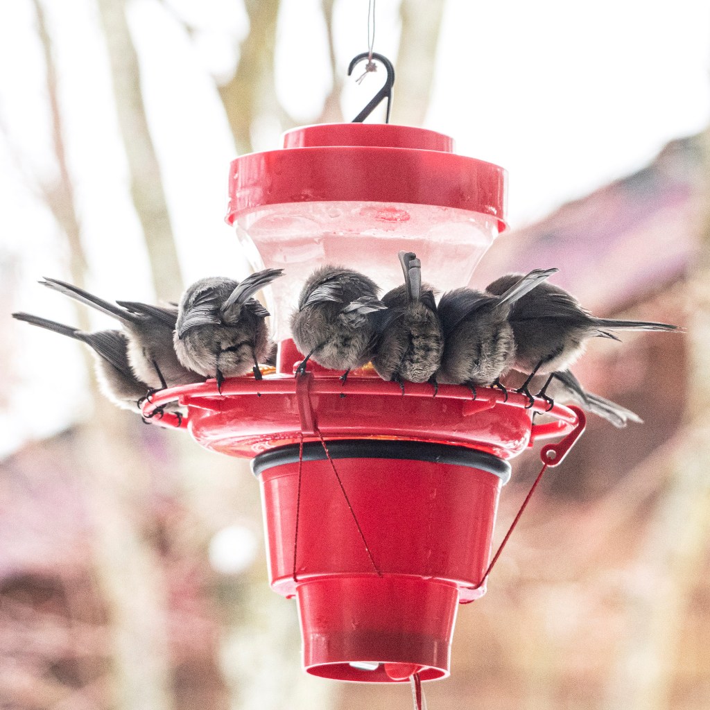 Flock of bushtits at hummingbird feeder