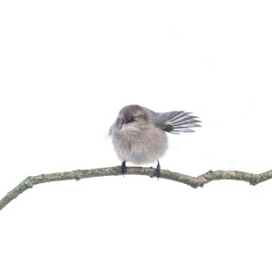 Single female bushtit with flapping wings on a branch