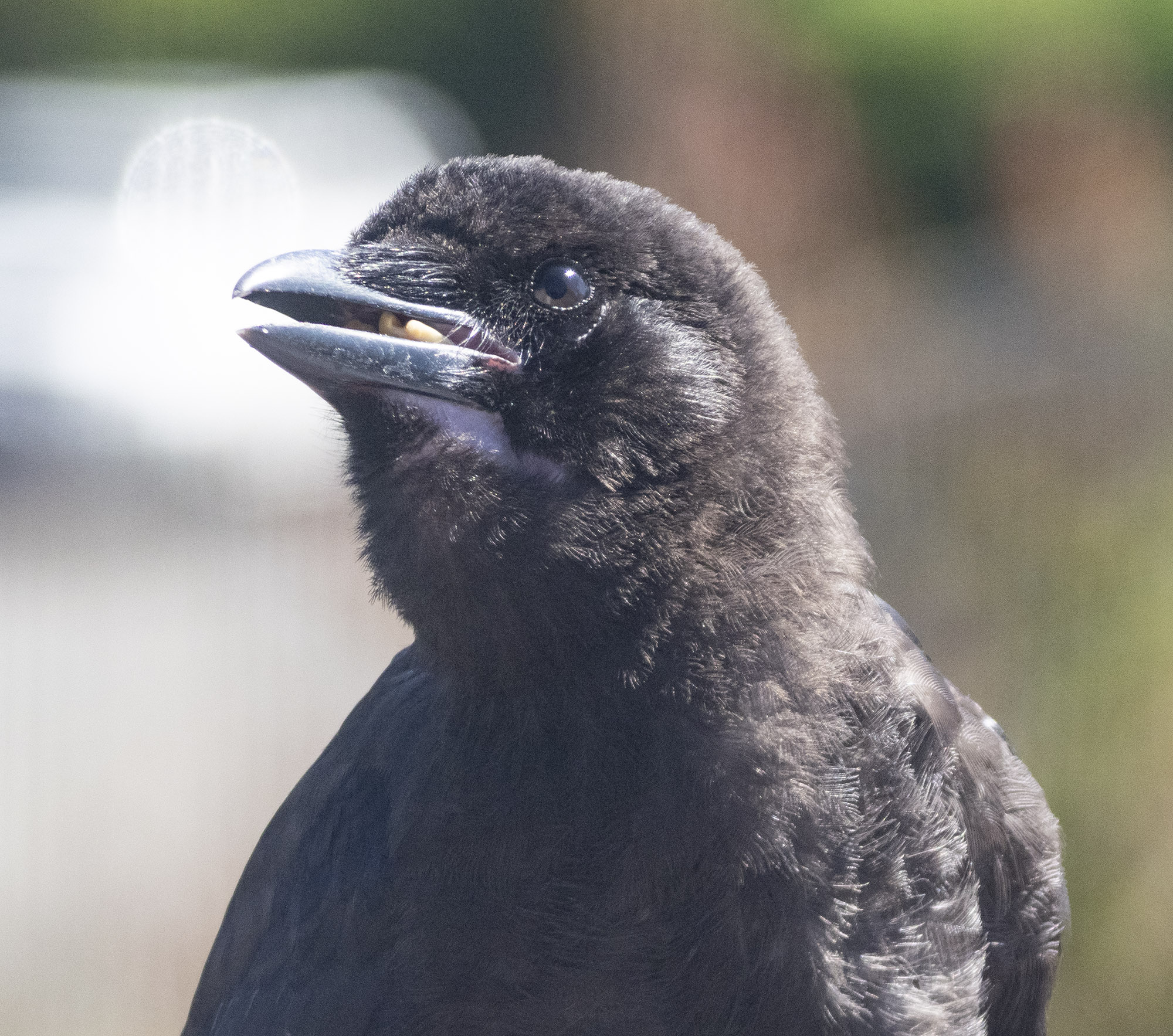 Photo by June Hunter | The Urban Nature Enthusiast