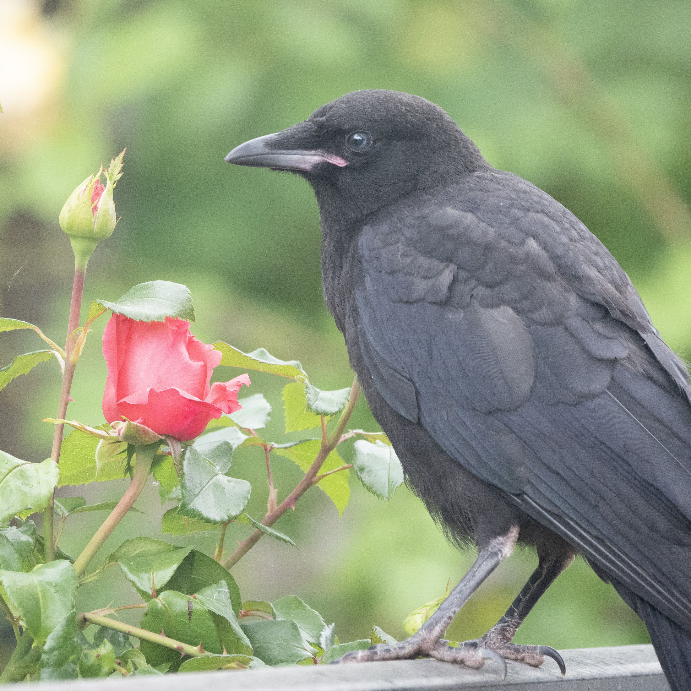 baby-crow-and-rose-June-9 | The Urban Nature Enthusiast